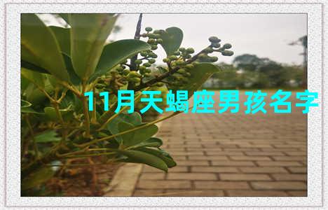 11月天蝎座男孩名字