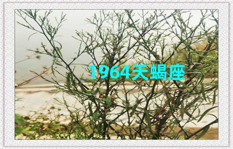 1964天蝎座