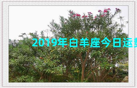 2019年白羊座今日运势