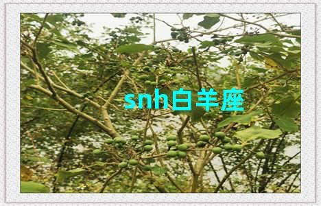 snh白羊座