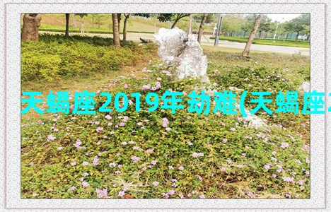 天蝎座2019年劫难(天蝎座2019年运势)