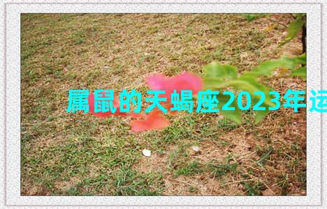 属鼠的天蝎座2023年运势