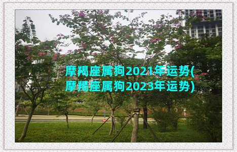 摩羯座属狗2021年运势(摩羯座属狗2023年运势)